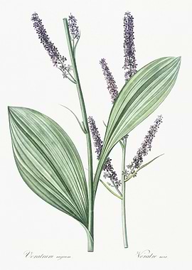Black False Hellebore Illu