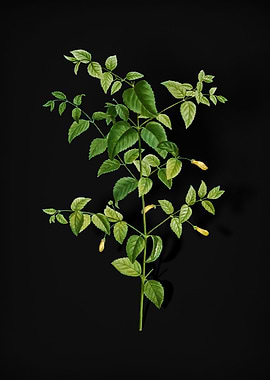 Vintage Tree Fuchsia