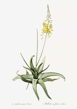 Bulbine Illustration From