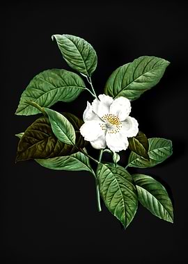 Vintage Stewartia Tree