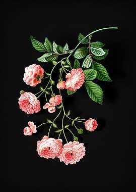 Vintage Pink Rambler Roses