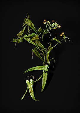 Vintage Russian Olive