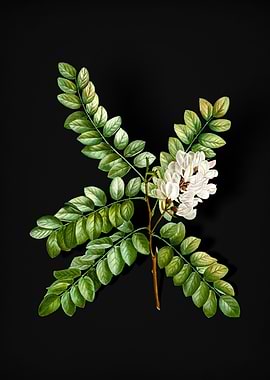 Vintage Clammy Locust