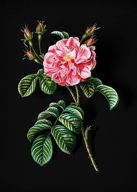 Vintage Pink Wild Rose