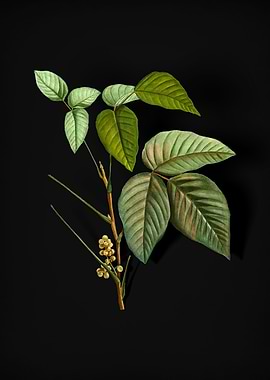 Vintage Eastern Poison Ivy