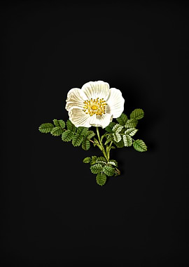 Vintage White Burnet Rose
