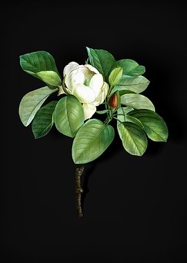 Vintage Magnolia Elegans