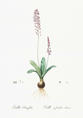 Scilla Obtusifolia Illustr