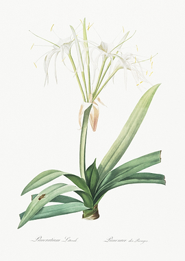 Pancratium Littorale Illus