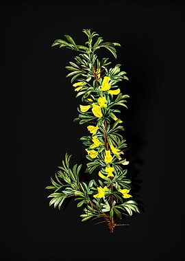 Vintage Caragana Spinosa