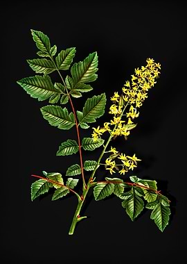 Vintage Golden Rain Tree