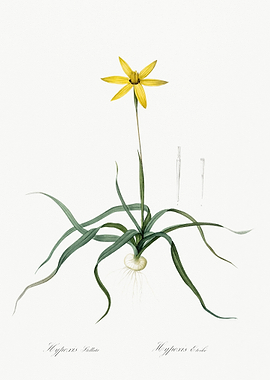 Hypoxis Stellata Illustrat