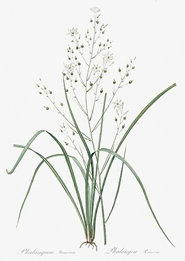 Branched St Bernard39S Lil