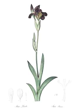 Dingy Flag Iris Illustrati