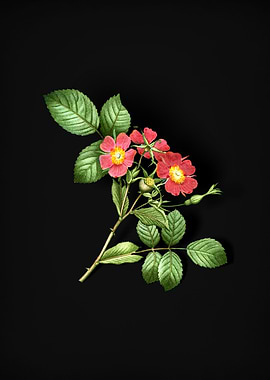 Vintage Redleaf Rose