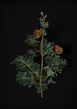 Mediterranean Cypress