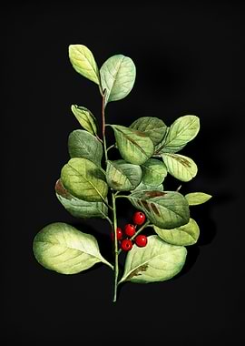 Lingonberry Evergreen