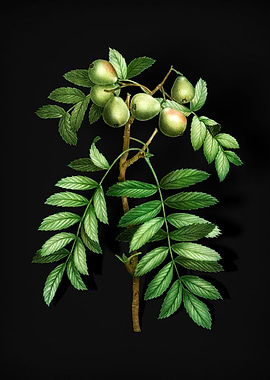 Vintage Service Tree