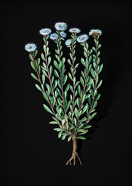 Vintage Globe Daisies