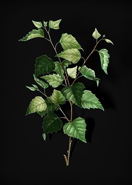 Vintage Silver Birch