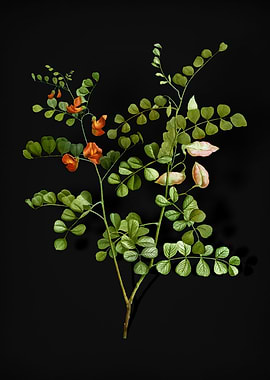 Blood Spotted Bladder Senn