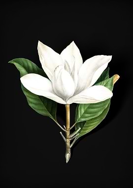 White Southern Magnolia