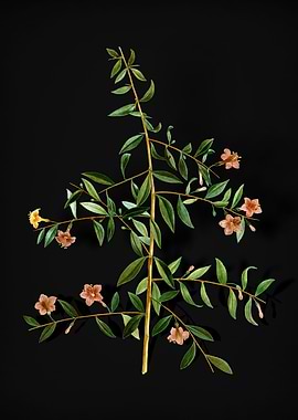 Vintage Goji Berry Branch