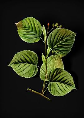 Vintage Linden Tree Branch