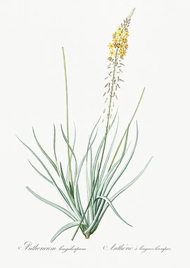 Bulbine Illustration From