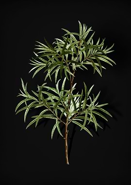 Vintage Bitter Willow