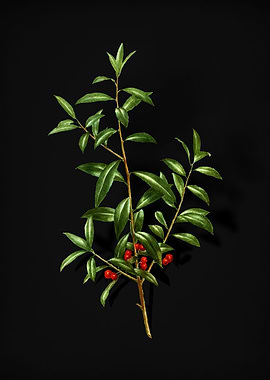 Alabama Dahoon Branch