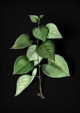 Vintage Quaking Aspen