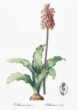 Veltheimia Capensis Illust