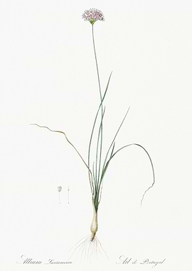 Mountain Garlic Illustrati