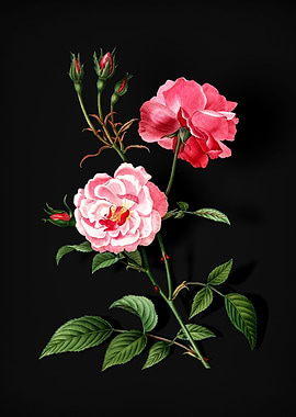 Vintage Ever Blowing Rose