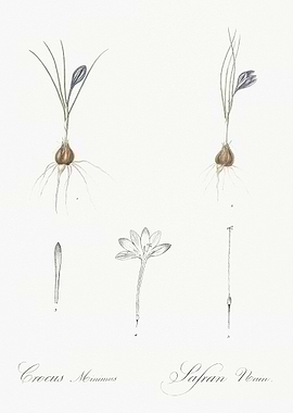 Crocus Illustration From L