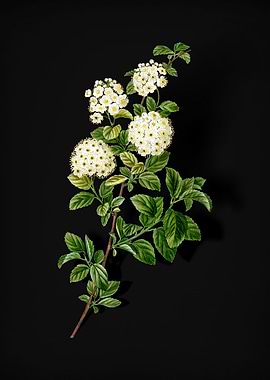 Germander Meadowsweet