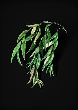 Vintage Babylon Willow