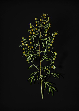 Vintage Madeira Wormwood