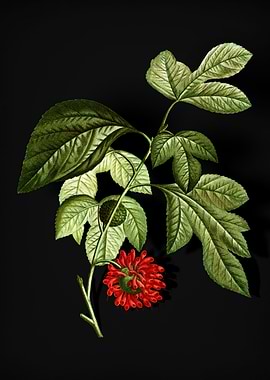 Paper Mulberry Flower
