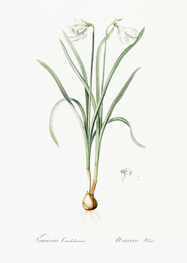 Narcissus Candidissimus Il