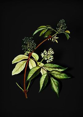 Vintage Red Elderberry