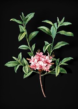 Vintage Blooming Azalea