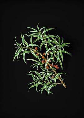 Common Sea Buckthorn