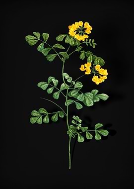 Scorpion Vetch Plant