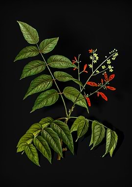 Vintage Tree of Heaven