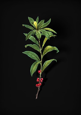 February Daphne Flowers