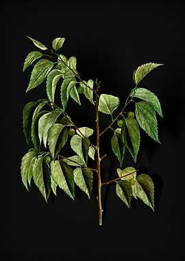 Vintage Common Hackberry