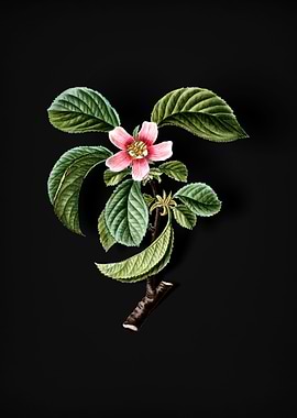 Vintage Chinese Quince