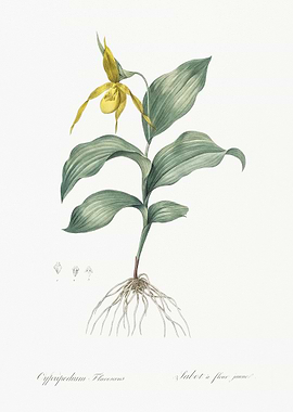 Yellow Lady39S Slipper Orc